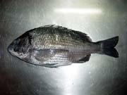 ����������@�E�͂����̍���