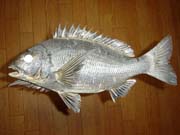 ����������@�E�͂����̍���