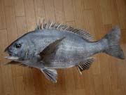 ����������@�E�͂����̍���