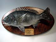 ����������@�E�͂����̍���