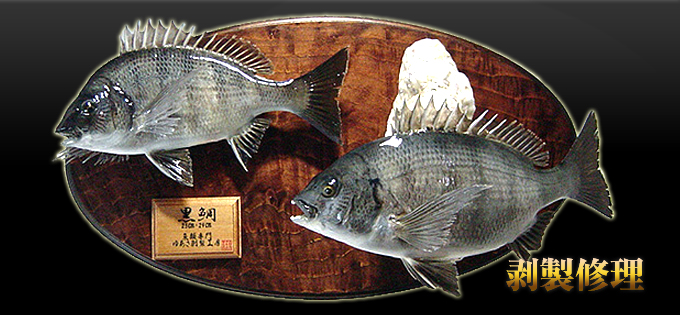 剥製修理の料金案内 愛知県名古屋にある魚類剥製の製作・販売・修理の「ゆあさ剥製工房」