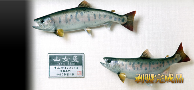 剥製完成品の販売 愛知県名古屋にある魚類剥製の製作・販売・修理の