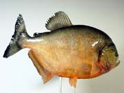 ���u���^�C�v�@����