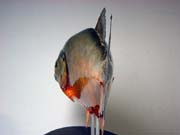 ���u���^�C�v�@�E